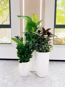 宁波余姚绿植出租方案，打造清新办公环境